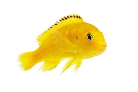 yellow lab fish|Yellow Lab Cichlid Care: Size, Tank Mates, Diet & Setup.